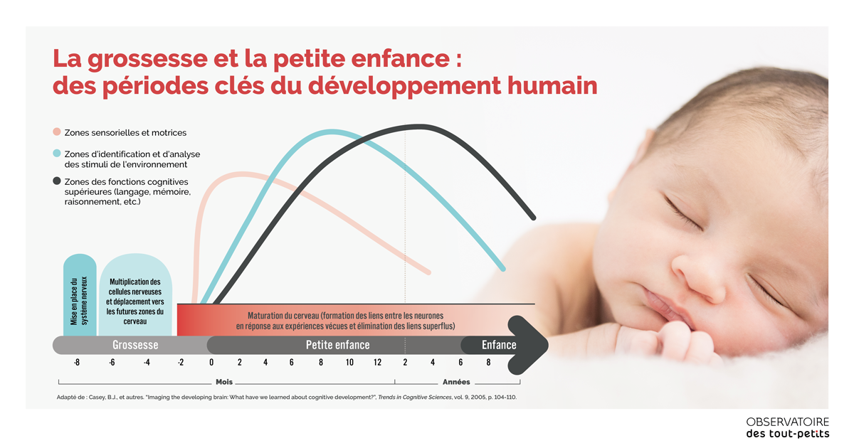 Infographie - Périodes clés du développement